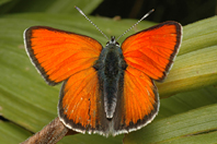 Lycaena hippothoe Lycaena hippothoe